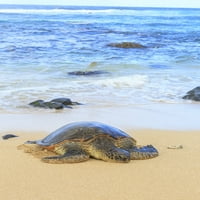 Zelena morska kornjača, povučena na obalu, kukipa plaža Park, Maui, Havaji, SAD Poster Print by Stuart