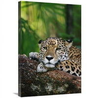 Global Galerija in. Jaguar Portret, Zoološki vrt Belize, Belize Art Print - Gerry Ellis