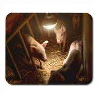 Pink Poljoprivreda za bebe svinje na farmi ispod sijalice MousePad Mouse Pad Mouse Mouse