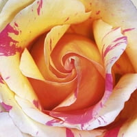 Bijela i ljubičasta ruža Laurent Pinsard Poster Print