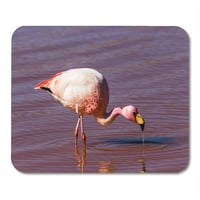 Pink America Flamingo u Laguni Colorada Crveni Andes MousePad Mouse Pad Mouse Mat