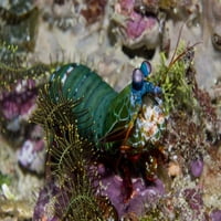 Škampi Mantis, New Gvineja, Indonezija Jones Shimlock