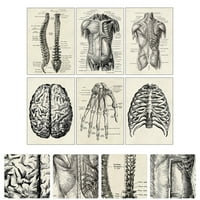 Učenje ljudske anatomijske karte Dekorativni anatomski posteri za ljudske orgulje
