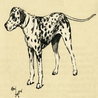 Ilustracija Cecil Aldin, Dalmatinski poster Print Mary Evans Library Slika