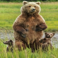 Grizzly medvjed i mladunci
