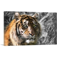 Tiger sa zelenim očima u džungli platno Art Print - Veličina: 26 18