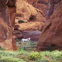Bijeli MTS, Canyon de Chelly, bijeli konj Nancy Rotenberg
