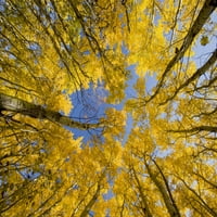 Jesenja obojena asperana, provincijski park Hill Hill; Manitoba, Kanada Dave Reede Dizajn slika