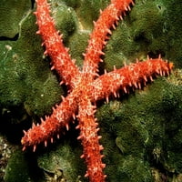 Bradleyjeva morska zvijezda hranjenje algi u tropskom istočnom Tihom okeanu, Meksiko. Poster Print VwPics