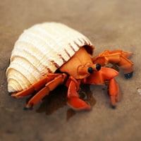 Archer Simulacija Hermit Crab Marine Animal PVC model Decre Decor Obrazovanje Dječje igračke