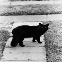 Crna mačka koja stoji na printu za postera za šetanje