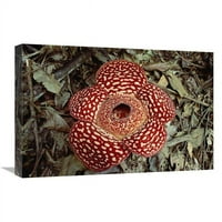 u. Rafflesia Raste na prašumi, Borneo Art Print - Gerry Ellis