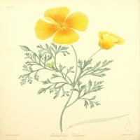Cvjetne ilustracije sezona Escholtzia Californica Poster Print by Margaret Roscoe