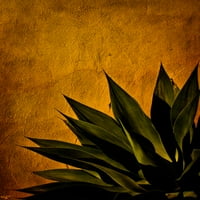 Agave on Adobe Sunset by Chris Lord Photo Decon Decor Estetsko postrojenje Art Prints Veliki botanički
