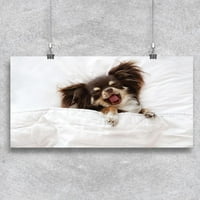 Umorna Chihuahua u pokrivačku poster -image by shutterstock
