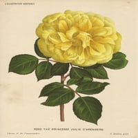 Žuta hibridna ruža, Princesse Julie d'Arenberga Poster Print by ® Florilegis Mary Evans