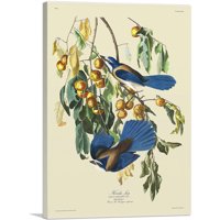 Florida Jay Platno Art Print John James Audubon - Veličina: 60 40