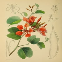 Cvjetne biljke Afrike Bauhinia Galpinii Poster Print K.A. Lansdell