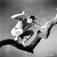 Johnny Weissmuller na vrhu grane drveća koji drži oštar objekt u klasičnom ispisa scene filma