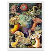 Ernst Haeckel Botaničko more Vintage Nature Art Biology Anemone A umjetnička djela uokvirena zidna umjetnost