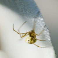 Candy Cane Spider na cvijetu; Astoria, Oregon, Sjedinjene Američke Države Poster Print