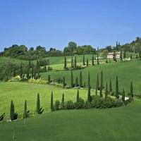 Italija, Toskana Cypress stabla linija na vilu Dennis Flaherty