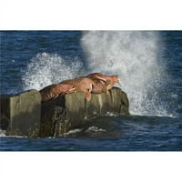 Posterazzi DPI Pacifički molrovi vučeni su izvučeni na ravnim rock talasima koji se srušili protiv stijene iza morskog ostrva Walrus Otoci Državni igara Sanctuary Poster Print - In