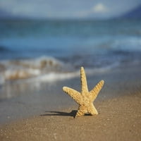 Morska zvijezda na plaži; Maui, Havaji, Sjedinjene Američke Države Poster Print by Jenna Szerlag 12317050