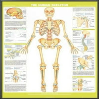 Ljudski kostur - uokvireni edukativni poster