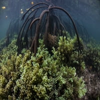 Algave raste na morskom vrtu plave vodene šume u Raji Ampat u Indoneziji. Poster Print Ethan Daniels