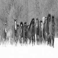 Panoramski pogled na rodeo konje koji rade tokom zimskog kružnog kruga-Kalispell-Montana Adam Jones
