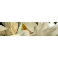 Panoramske slike PPI135710L Magnolia Cvijeće za plakat Print panoramskim slikama - 12