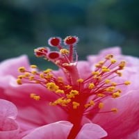 Havaji, ekstremni krupni izbliza i stabljike s polen, hibiscus hibridni cvijet A23B print