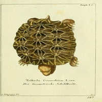 Naturgeschichte des Thierreichs Geometrijski morski kornjača Poster Print Daniel Sotzmann