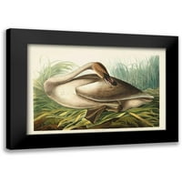 Audubon, John James Black Moderni uokvireni muzej umjetnički print pod nazivom - pl trubač labud