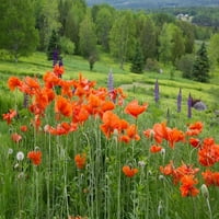 Kanada, Novi Brunswick pejzaž sa divljim cvjetovima Ellen Anon