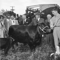 Predsjednik Eisenhower primio Aberdeen Angus kravu i tele iz Brandywine Angus uzgajivača. Gettysburg