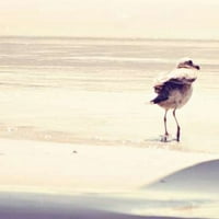 Ptice na plaštu plaža Print Sylvia Coomes