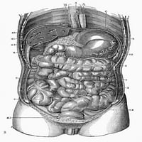 Anatomija: Torso. NGeneralni pogled na organe torske i trbuha. Graviranje, 19. vek. Poster Print by