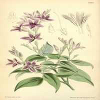 Časopis Curtisa Asystasia Violecea Poster Print W. Fitch