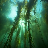 Sunčeva strujanje kroz šumu divovskog Kelp-a, off Santa Barbara Island; Kalifornija, Sjedinjene Američke