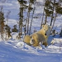 Kanada, Wapsusk NP Polarni medvjed mladunče sa majkom Cathy - Gordon Illg