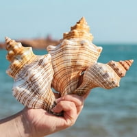Velike Conchove prirodne jumbo morske školjke za kućne ukrase za plažu