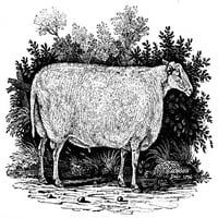 Ovce, 1798. Nnteeswater Poboljšana pasmina. Graviranje drveta, 1798, od strane Thomasa Bewicka. Poster