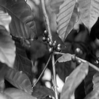 Detalj pasulja na istoriji stabla kafe