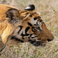 Indija-Madhya Pradesh-Bandhavgarh Nacionalni park Bengal Tiger Cindy Miller Hopkins