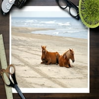 Divlji konji na plaži