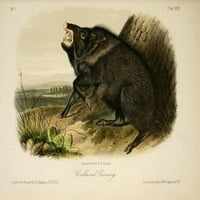 Četveronosi N. Amerike ovratnik peccary posteri za pecivo Isp J.J. Audubon