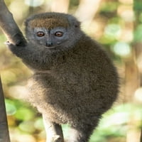 Afrika, Madagaskar, Andasibe, Lemur Otok Sivi bambus Lemur sjedi u drvetu Gledanje sve oprezno Poster