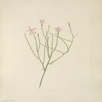 Američki divlji cvijeće skeletni poster za poster Print Mary V. Walcott